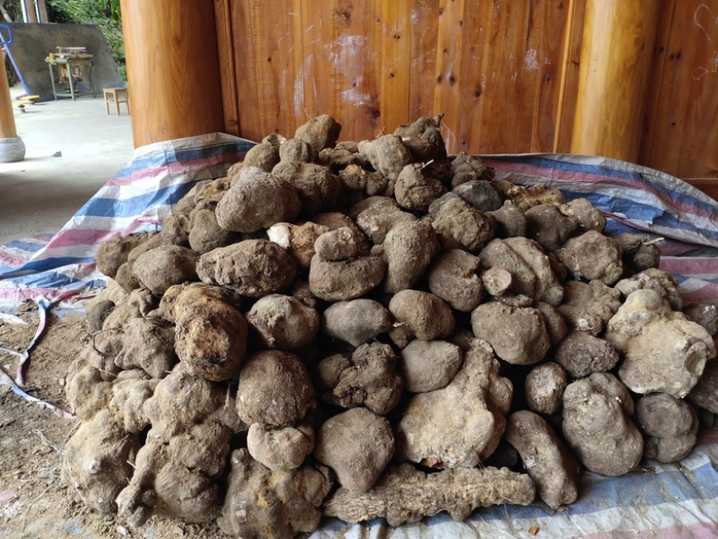精品茯苓品质保证产地直发价格优惠实力商家