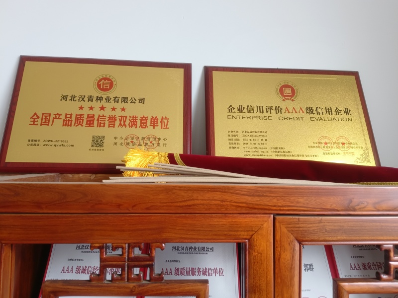 汉青2号高粱种子