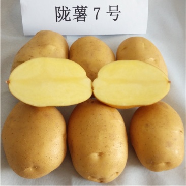现挖甘肃陇薯7号炸薯片土豆马铃薯