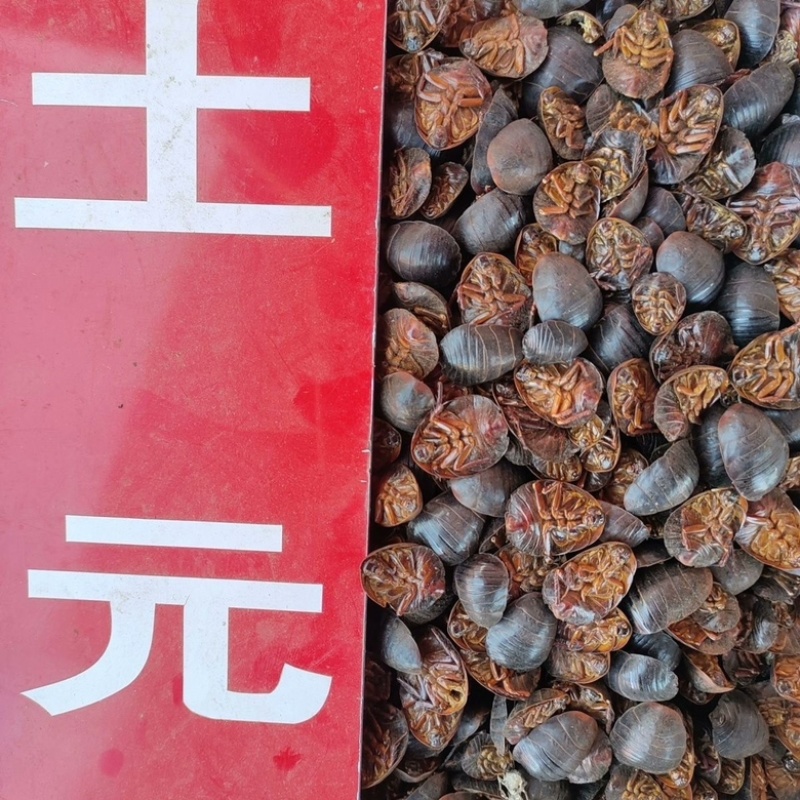 土鳖虫土元中药材土憋虫各种规格土别虫中药材批发零售