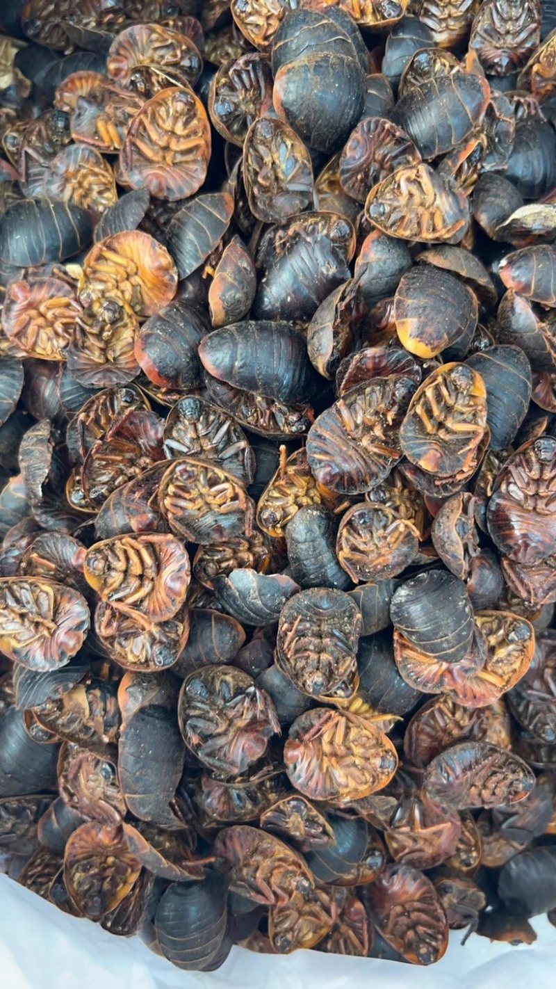 土鳖虫土元中药材土憋虫各种规格土别虫中药材批发零售