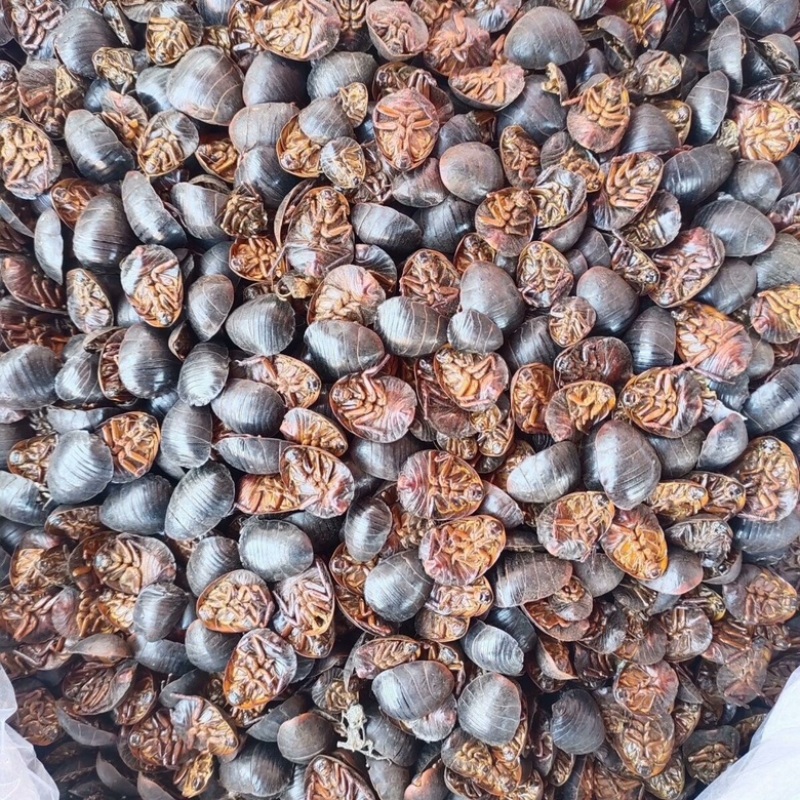 土鳖虫土元中药材土憋虫各种规格土别虫中药材批发零售