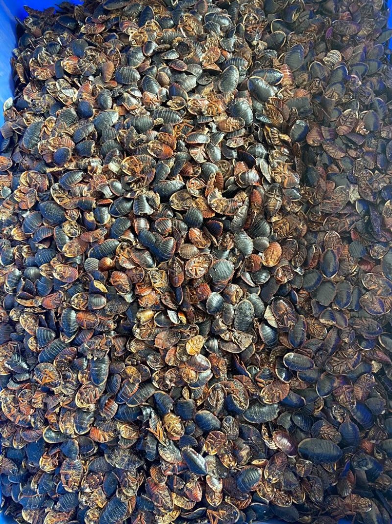 土鳖虫土元中药材土憋虫各种规格土别虫中药材批发零售