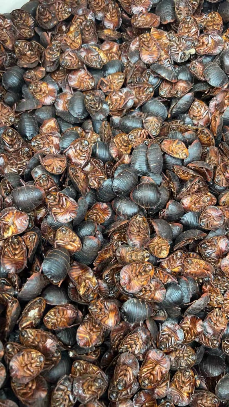 土鳖虫土元中药材土憋虫各种规格土别虫中药材批发零售
