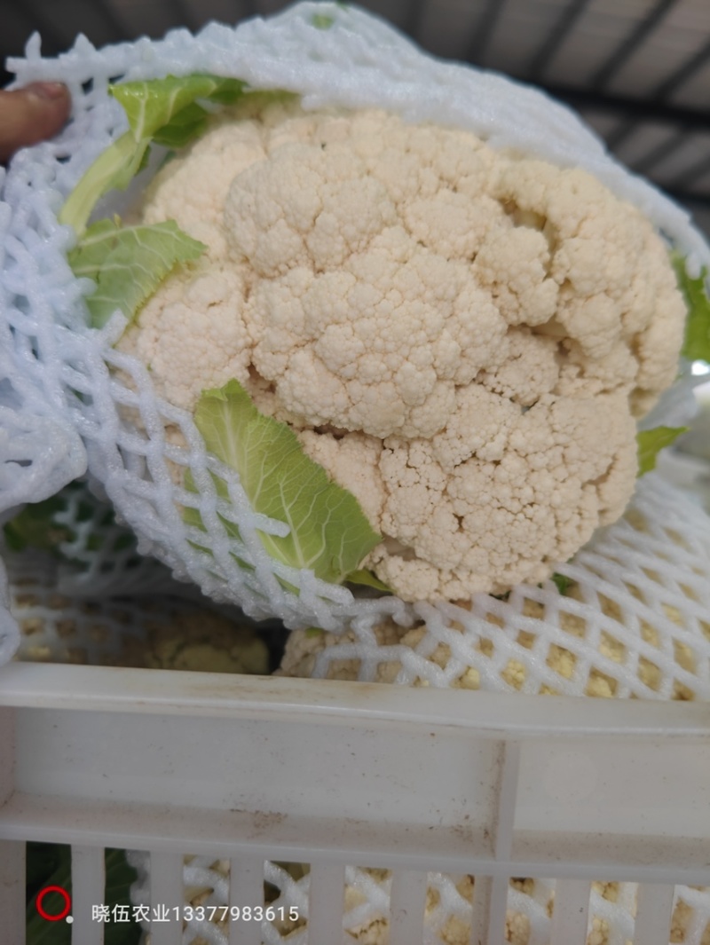 优质新梗白面小米粒松花菜