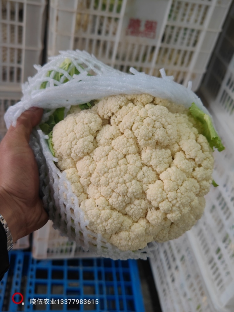 优质新梗白面小米粒松花菜