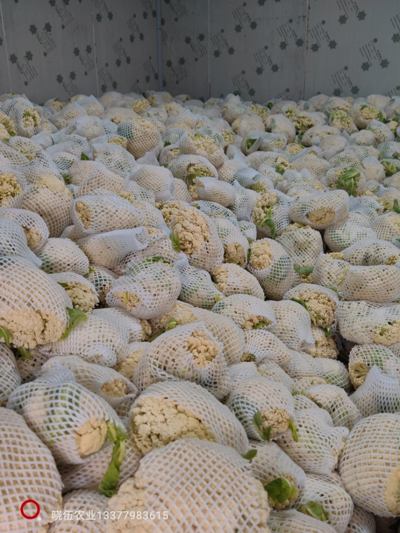 优质新梗白面小米粒松花菜