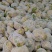 优质新梗白面小米粒松花菜