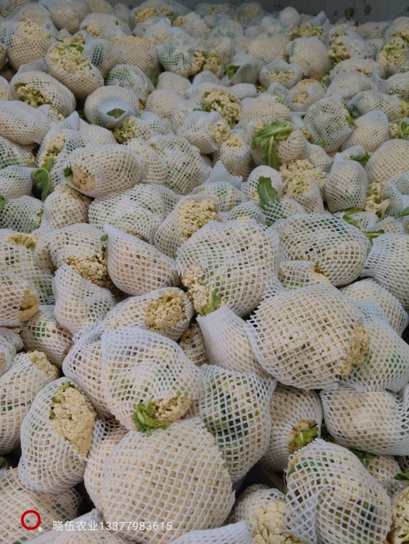 优质新梗白面小米粒松花菜