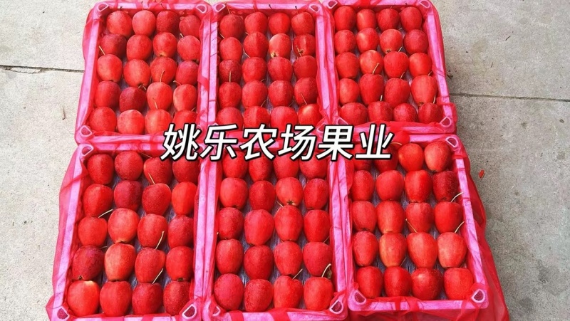 辽宁鸡心果又名锦绣海棠果，口感脆甜多汁