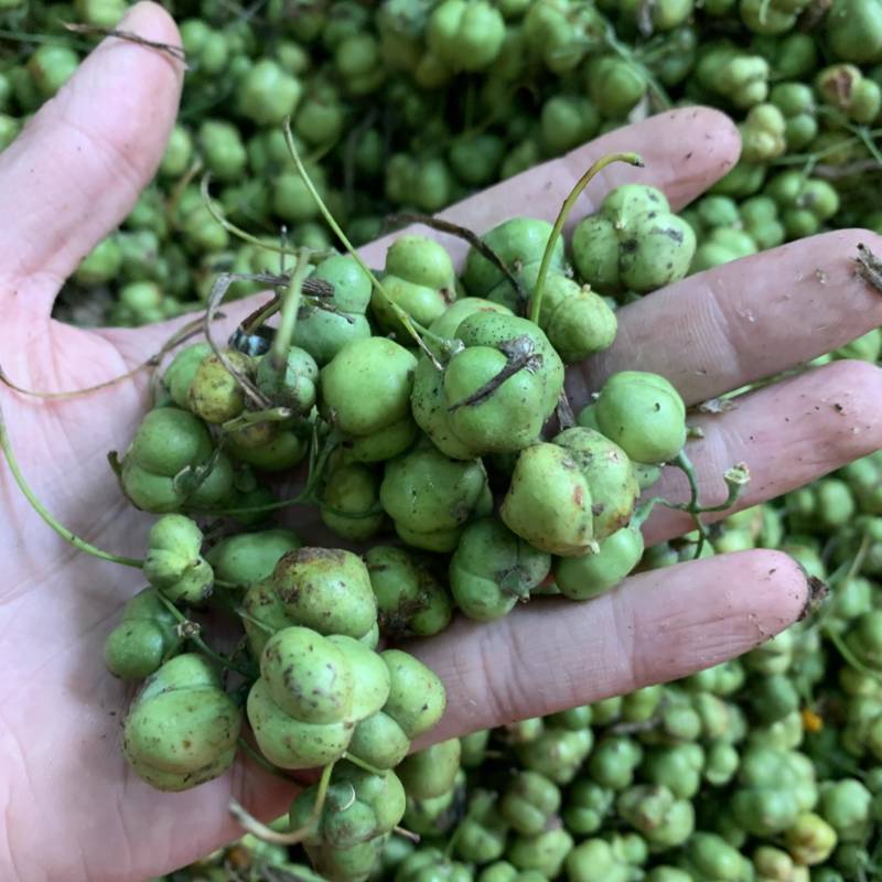 黄精种子多花姜型不倒苗甜黄精种籽黄精种植基地