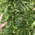 黄精种子多花姜型不倒苗甜黄精种籽黄精种植基地