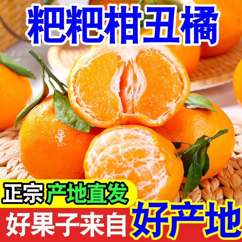 耙耙柑丑橘皮薄多汁纯甜无渣新鲜采摘支持一件代发电商