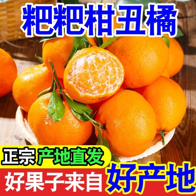耙耙柑丑橘皮薄多汁纯甜无渣新鲜采摘支持一件代发电商