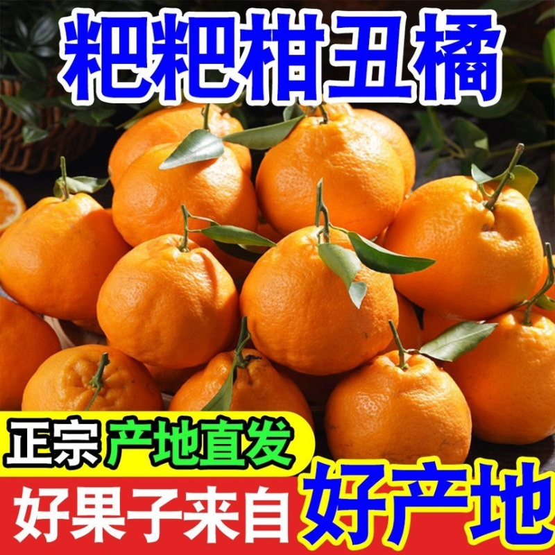 耙耙柑丑橘皮薄多汁纯甜无渣新鲜采摘支持一件代发电商