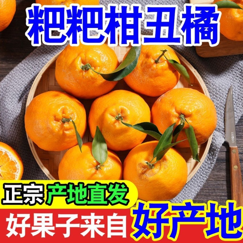 耙耙柑丑橘皮薄多汁纯甜无渣新鲜采摘支持一件代发电商
