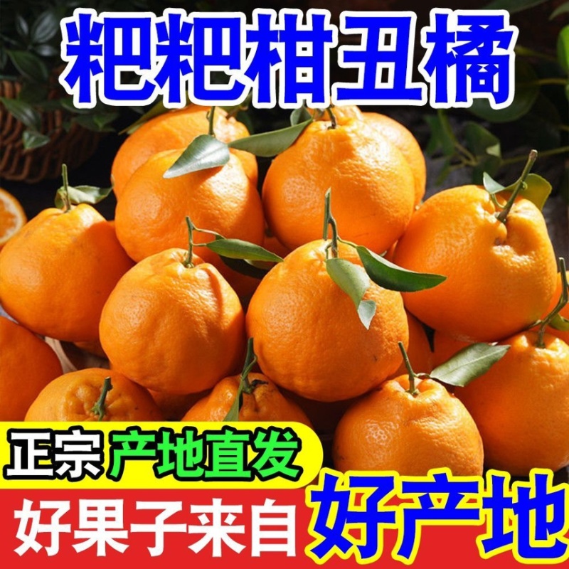 耙耙柑丑橘皮薄多汁纯甜无渣新鲜采摘支持一件代发电商