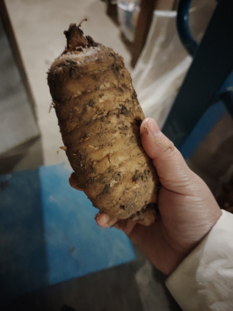 乌红鲜天麻，现采挖