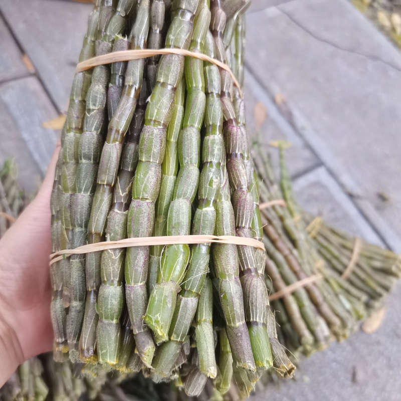 铁皮石斛2年训化苗品种优良植株健壮连根出售