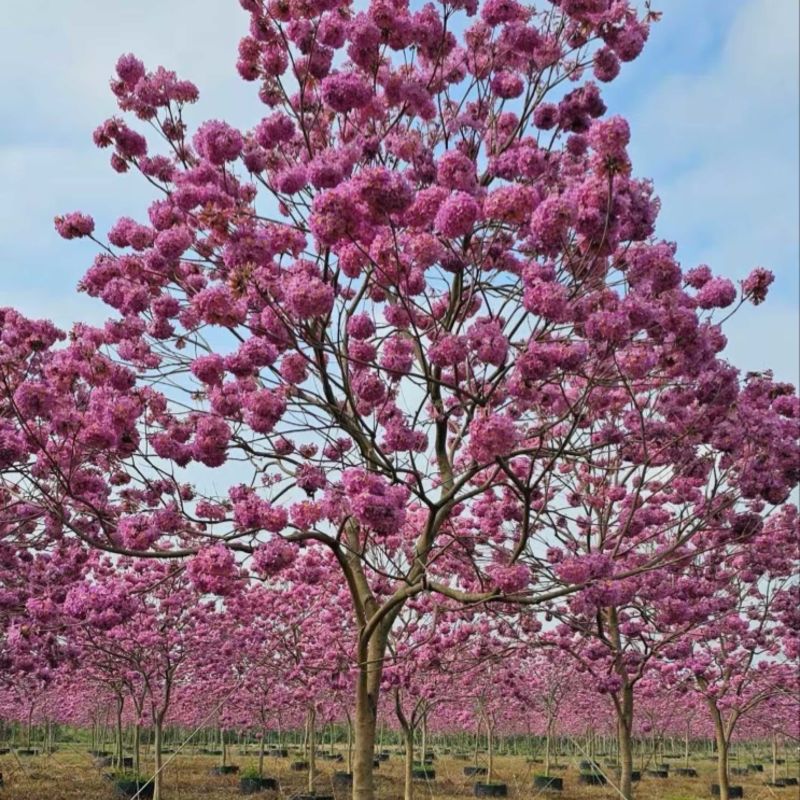 黄花风铃木紫花风铃木大量上市