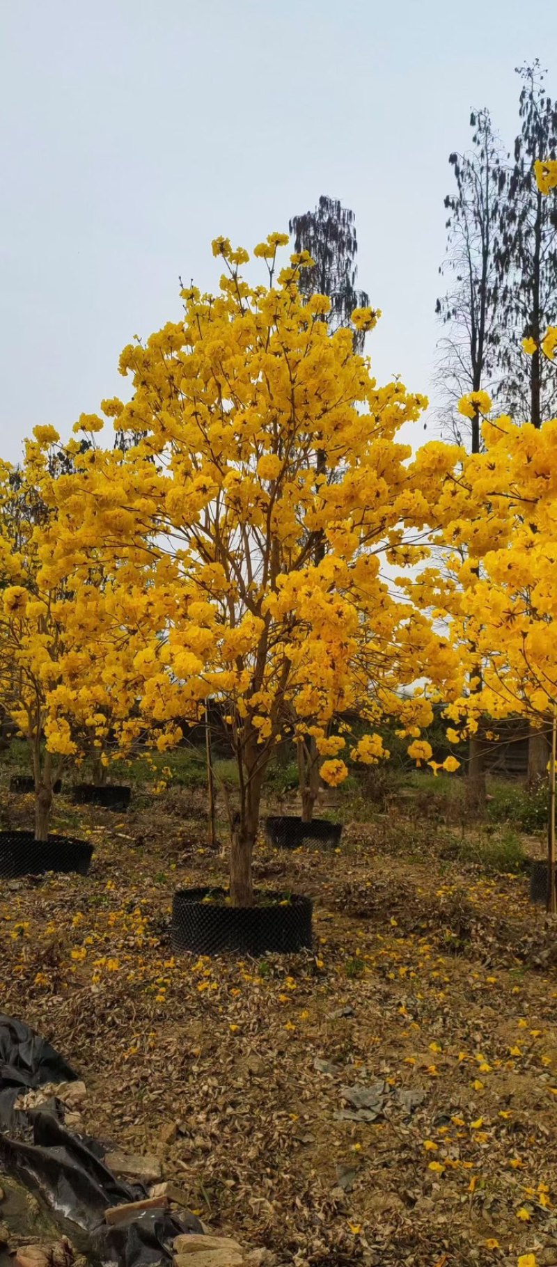 黄花风铃木紫花风铃木大量上市