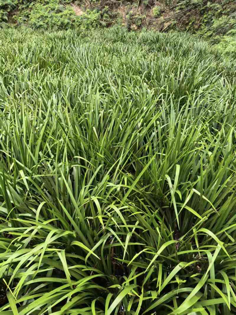 《石菖蒲种苗》大叶红心现挖现发宽叶窄叶保证成活率
