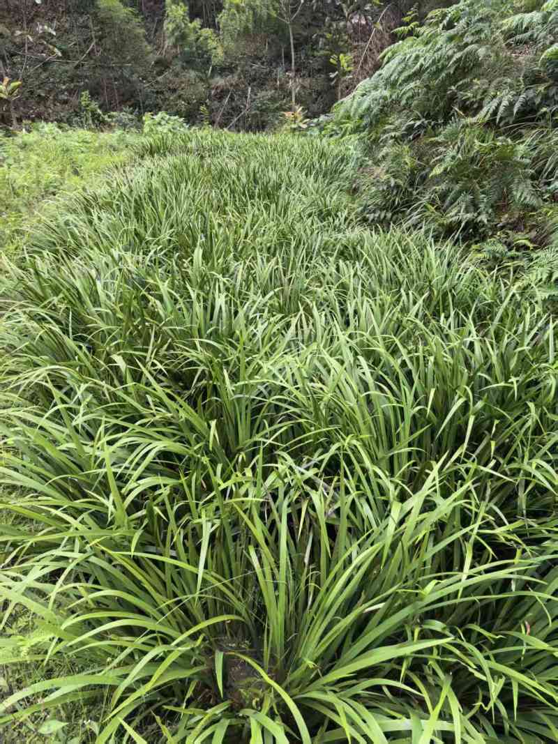 《石菖蒲种苗》大叶红心现挖现发宽叶窄叶保证成活率