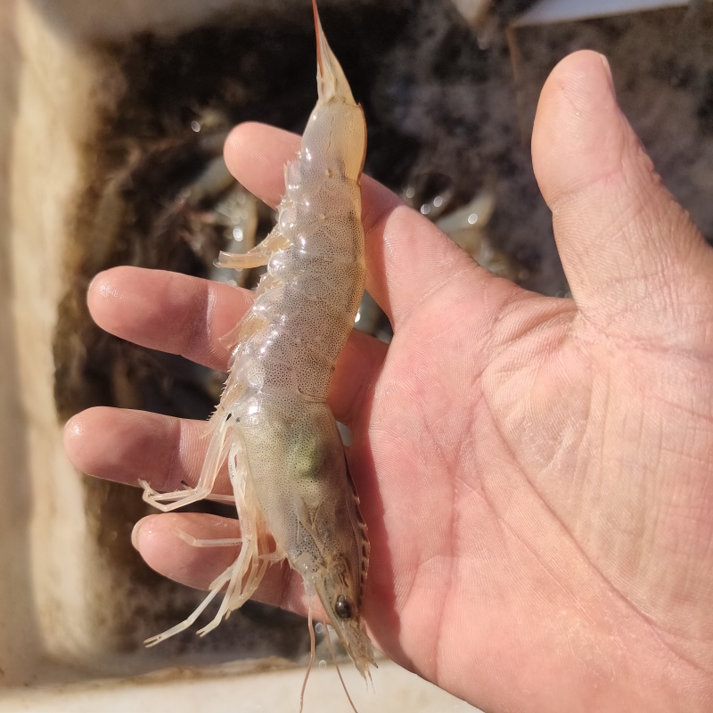 基围虾明虾白对虾
