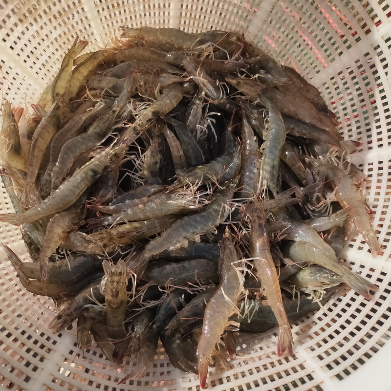 基围虾明虾白对虾