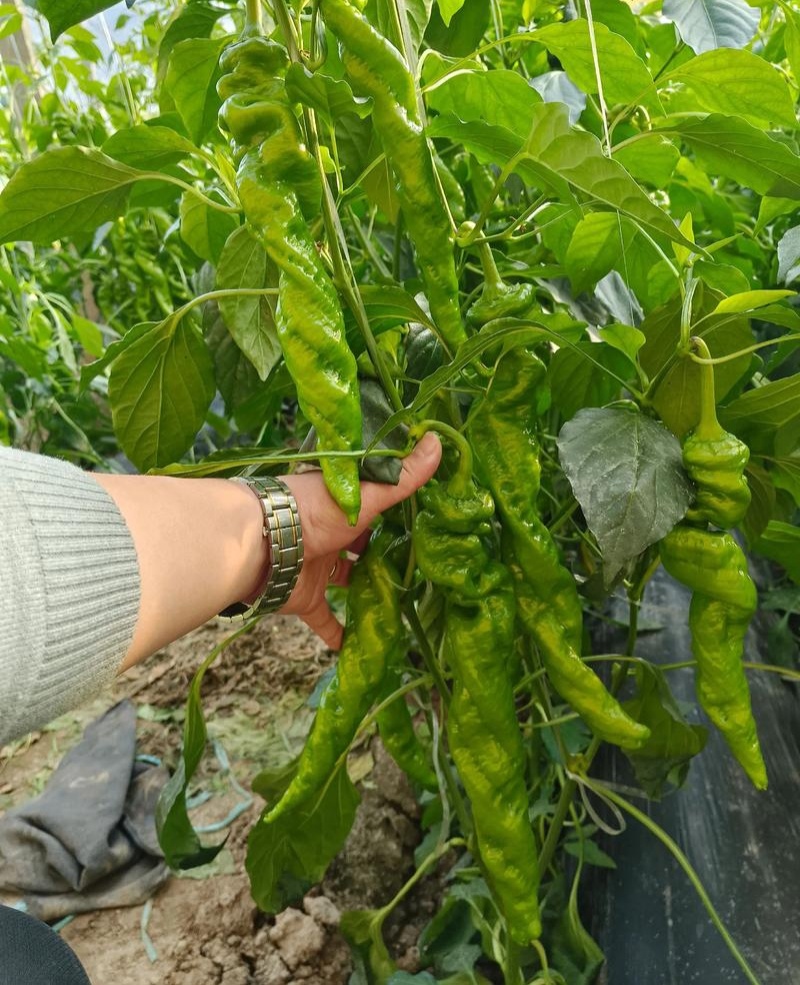洛椒63号C大果螺丝椒种子抗寒抗病全螺皮薄味辣长果螺丝椒