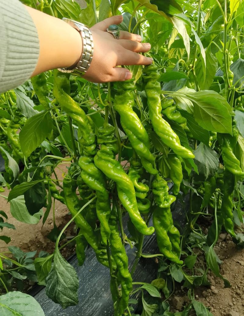 洛椒63号C大果螺丝椒种子抗寒抗病全螺皮薄味辣长果螺丝椒