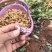 七彩花生🥜