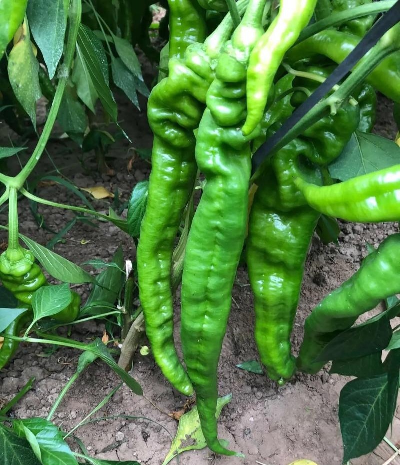 诚研洛椒43号螺丝辣椒种子抗性强口感好辣味浓洛阳猪大肠