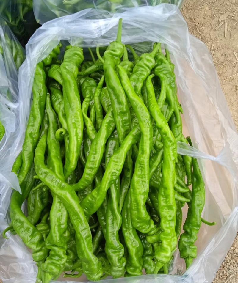 诚研洛椒43号螺丝辣椒种子抗性强口感好辣味浓洛阳猪大肠