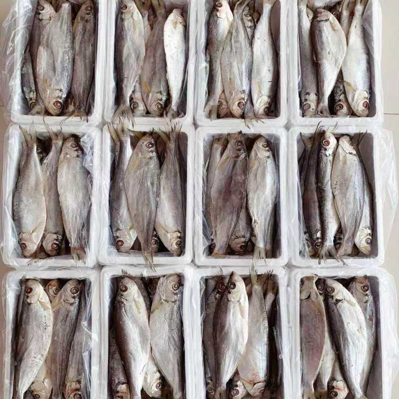 白鳞鱼咸鱼干鳓鱼咸香鱼海鱼白麟咸鱼力鱼曹白鱼山东特产