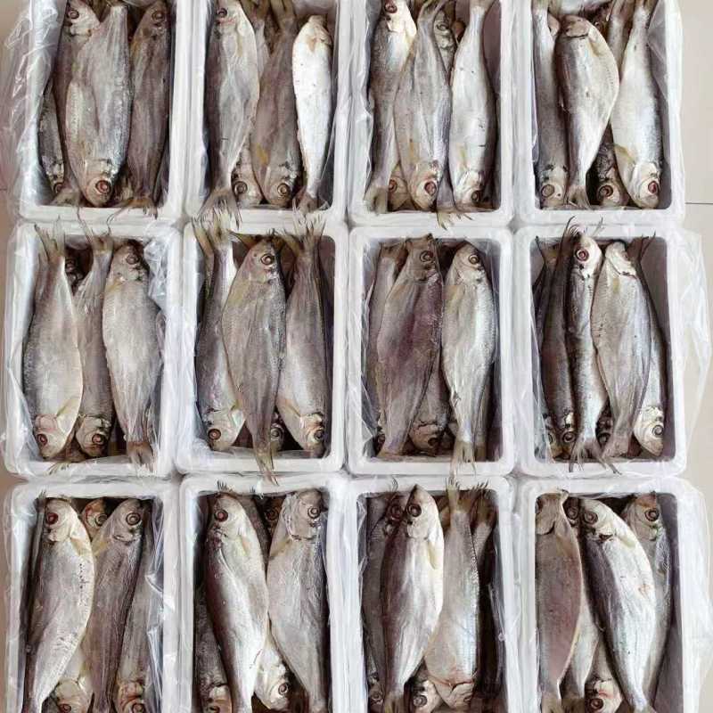 白鳞鱼咸鱼干鳓鱼咸香鱼海鱼白麟咸鱼力鱼曹白鱼山东特产