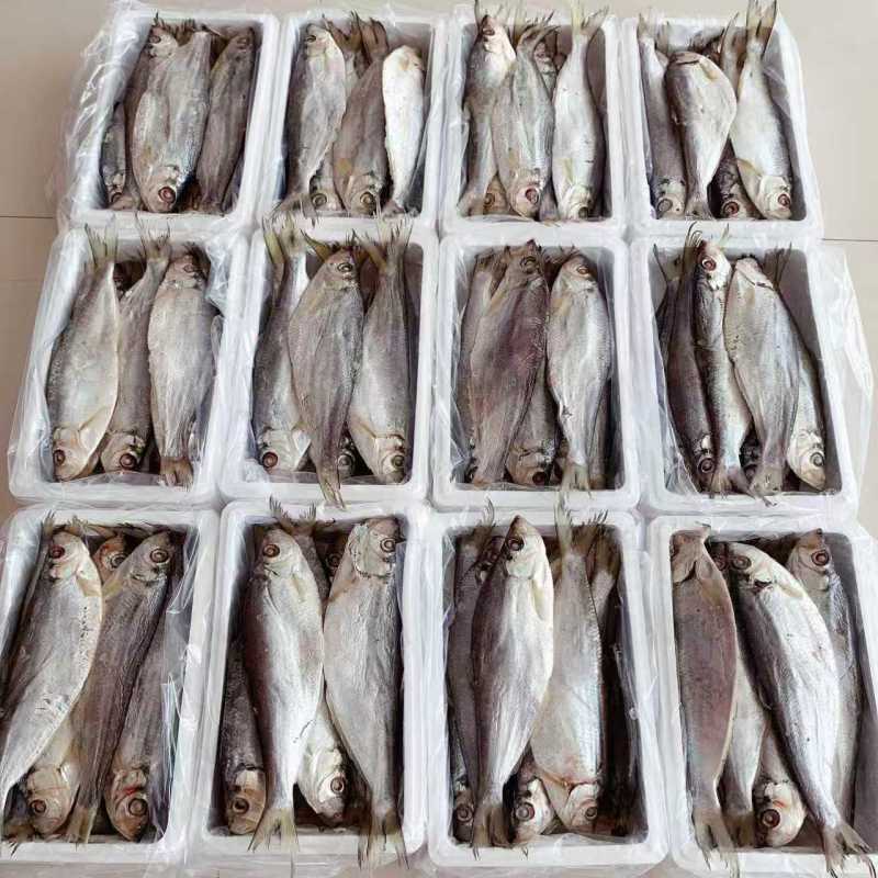 白鳞鱼咸鱼干鳓鱼咸香鱼海鱼白麟咸鱼力鱼曹白鱼山东特产