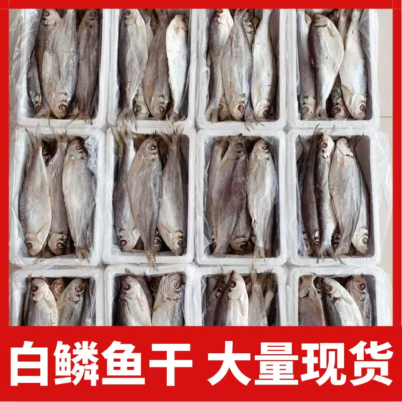 白鳞鱼咸鱼干鳓鱼咸香鱼海鱼白麟咸鱼力鱼曹白鱼山东特产