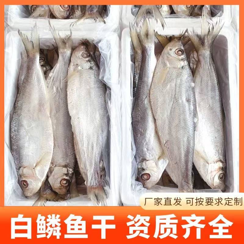 白鳞鱼力鱼鳓鱼腌制鱼鲞整鱼老式咸鱼干野生海水鱼白干鱼批发