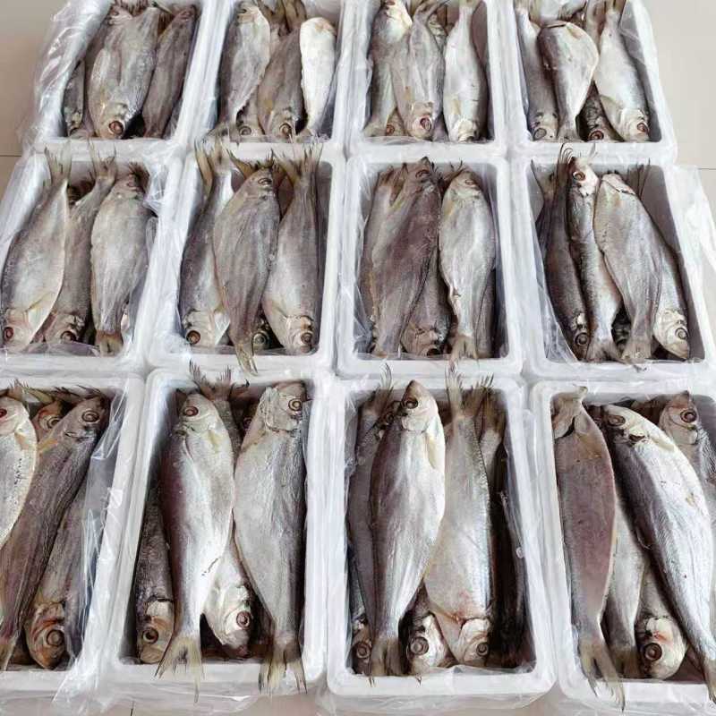 白鳞鱼力鱼鳓鱼腌制鱼鲞整鱼老式咸鱼干野生海水鱼白干鱼批发