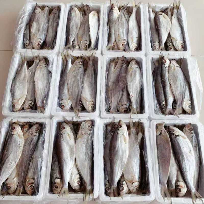 白鳞鱼力鱼鳓鱼腌制鱼鲞整鱼老式咸鱼干野生海水鱼白干鱼批发