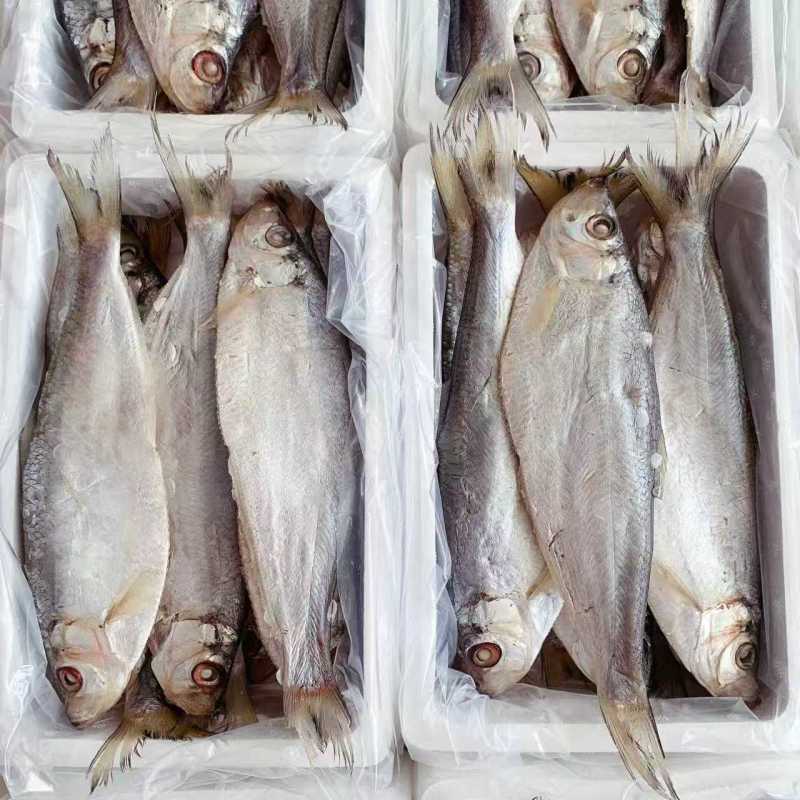 白鳞鱼力鱼鳓鱼腌制鱼鲞整鱼老式咸鱼干野生海水鱼白干鱼批发