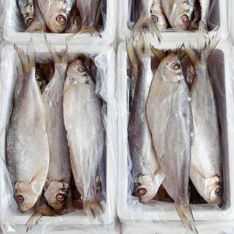 白鳞鱼力鱼鳓鱼腌制鱼鲞整鱼老式咸鱼干野生海水鱼白干鱼批发