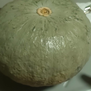 新疆干沙银栗南瓜现货800吨