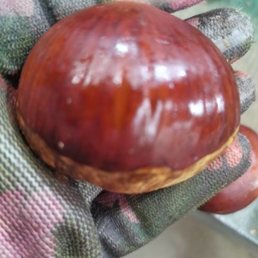 丹东金华大板栗，软糯香甜