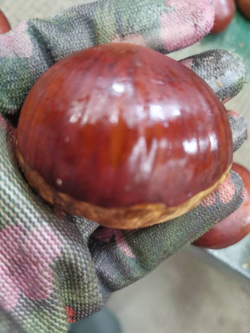 丹东金华大板栗，软糯香甜