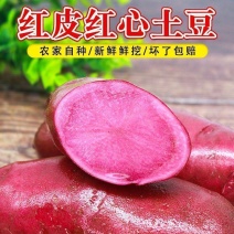 红皮红心土豆富含花青素农家自种红土豆蔬菜洋芋马铃薯