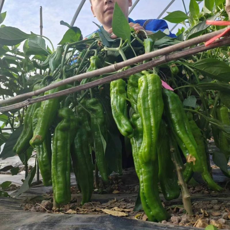帝豪901辣椒种子早熟加长大果牛角椒种籽抗病高产商品性好