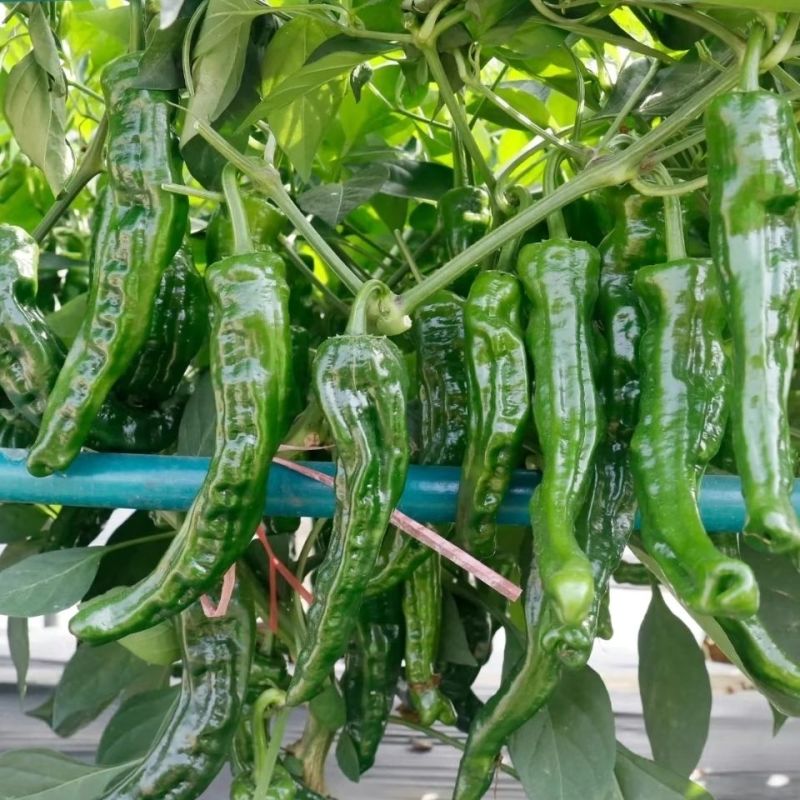 红发皱皱皮辣椒种子杂交早熟抗病辣味浓皮薄质脆大果皱皮椒