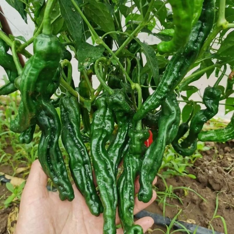 红发皱皱皮辣椒种子杂交早熟抗病辣味浓皮薄质脆大果皱皮椒